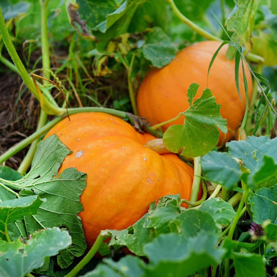 Calabaza: el truco para cosecharla en su punto y cómo conservarla durante mucho tiempo