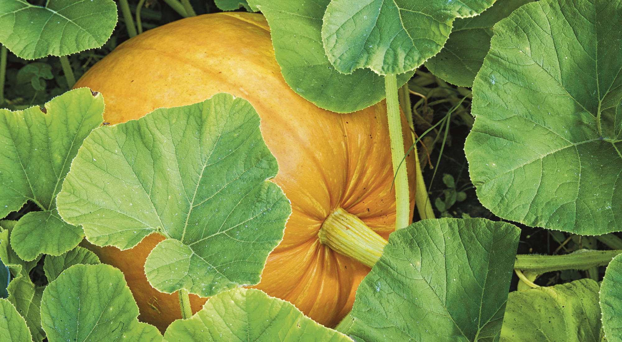 3. Calabaza