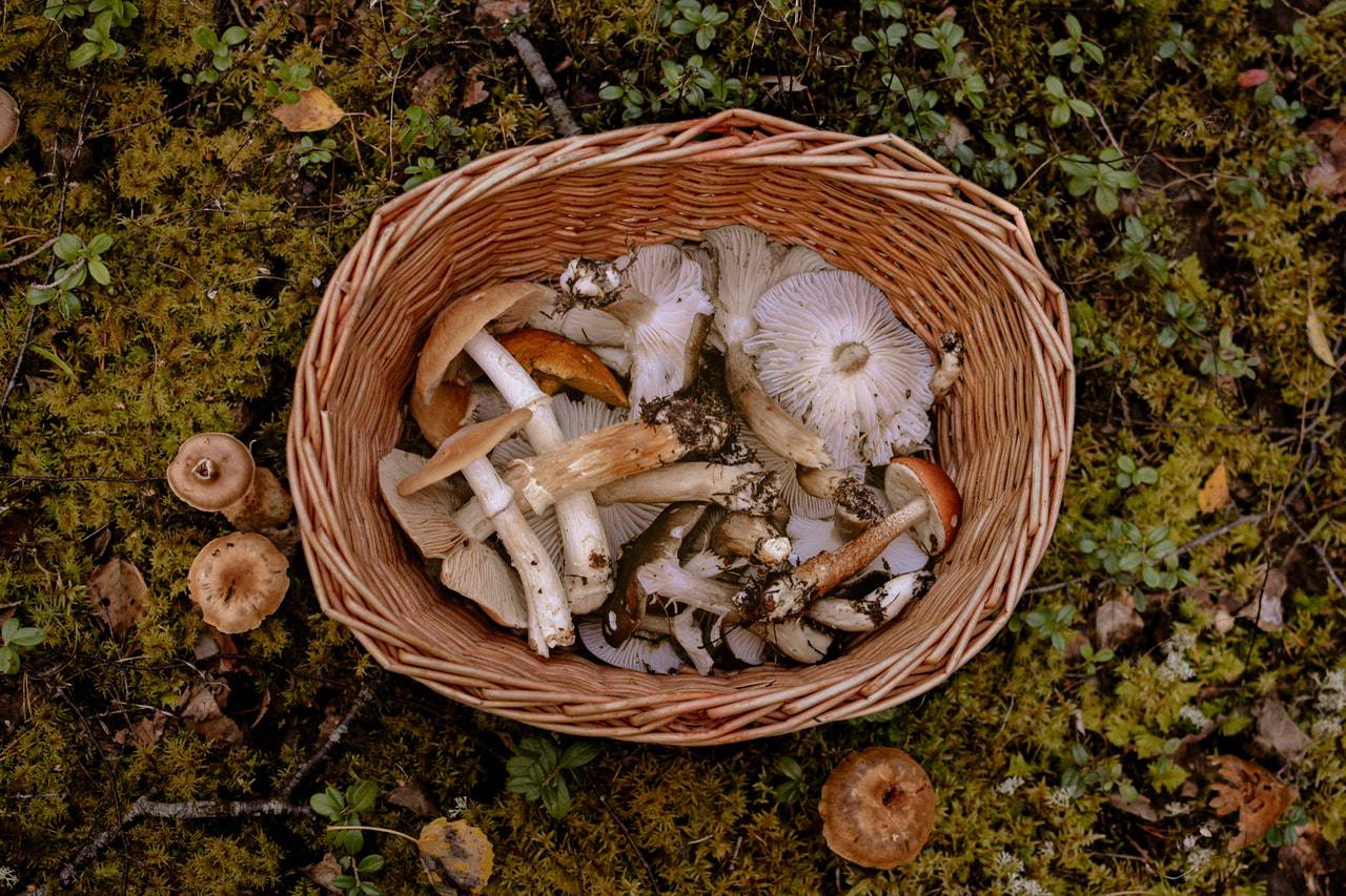 Setas de otoño