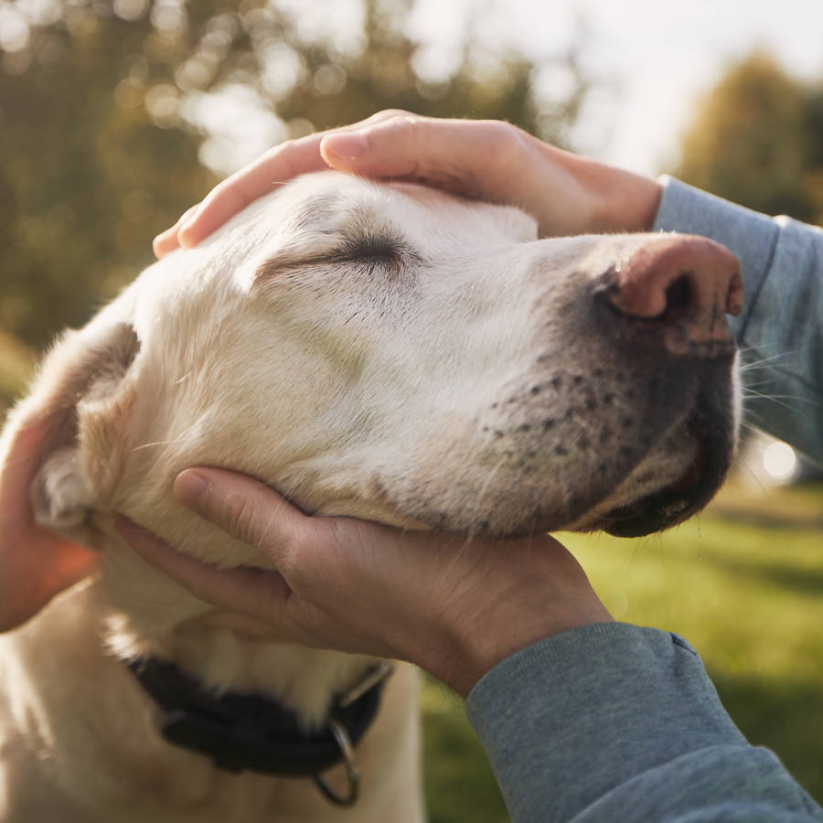 La ley de bienestar animal entra en vigor esta semana: ¿cómo te afecta si tienes perro? 
