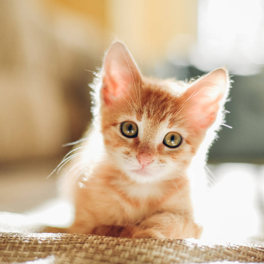 Todo lo que necesitas saber para cuidar bien sn gato