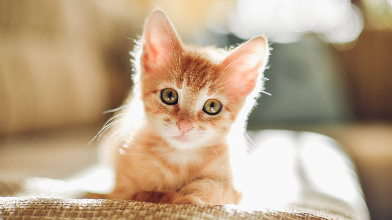 Cachorro de gato