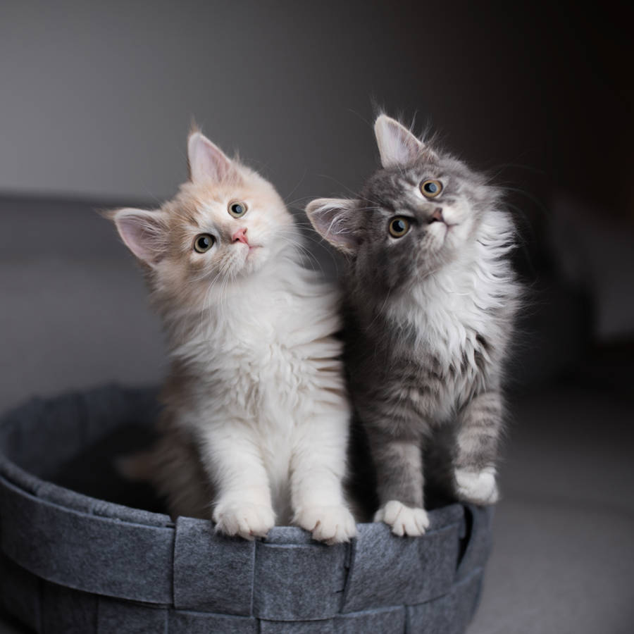 Los nombres para gatos y gatas más bonitos del mundo