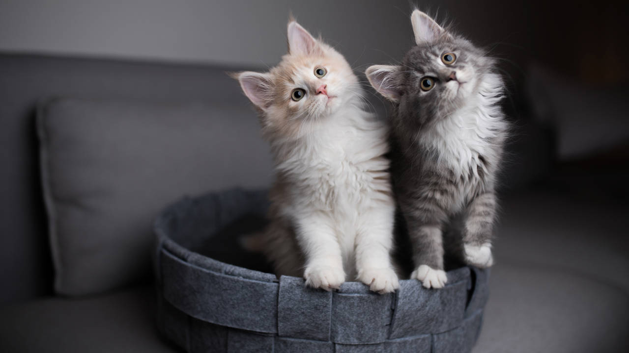 Cachorritos de gato en una cesta