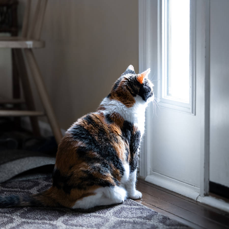 ¿Los gatos pueden estar solos o tienen ansiedad por separación?