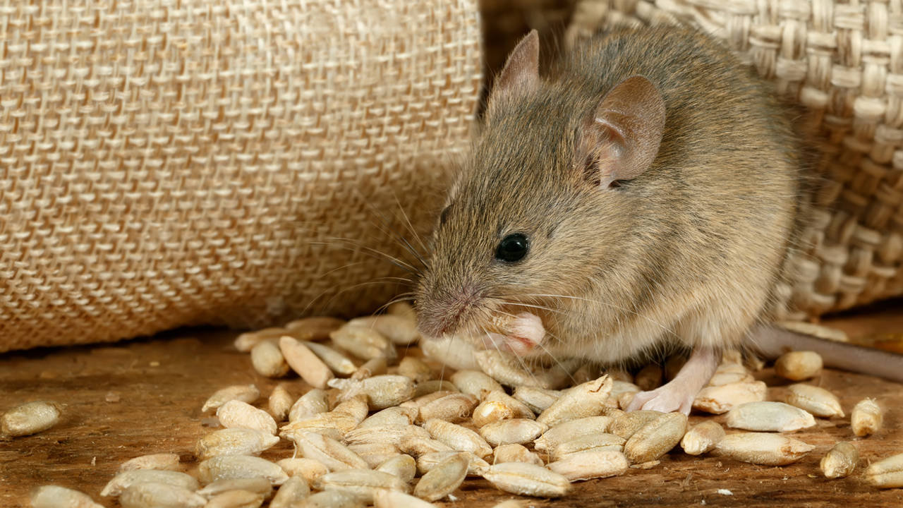 Ratón comiendo pipas