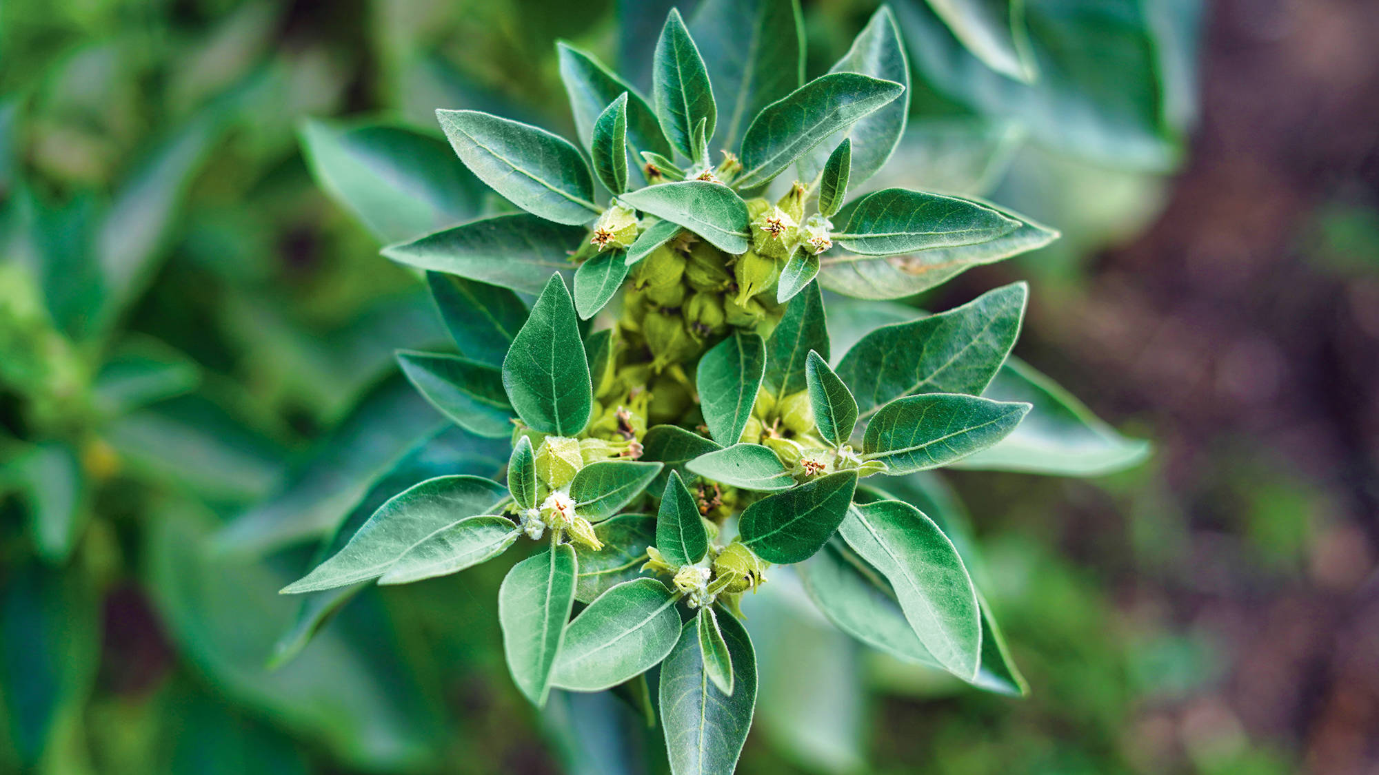 Ashwagandha