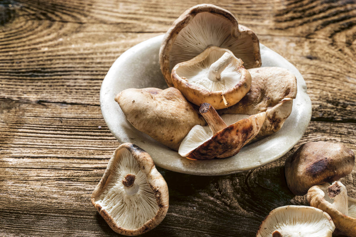 Shiitake, fortalece la inmunidad en general