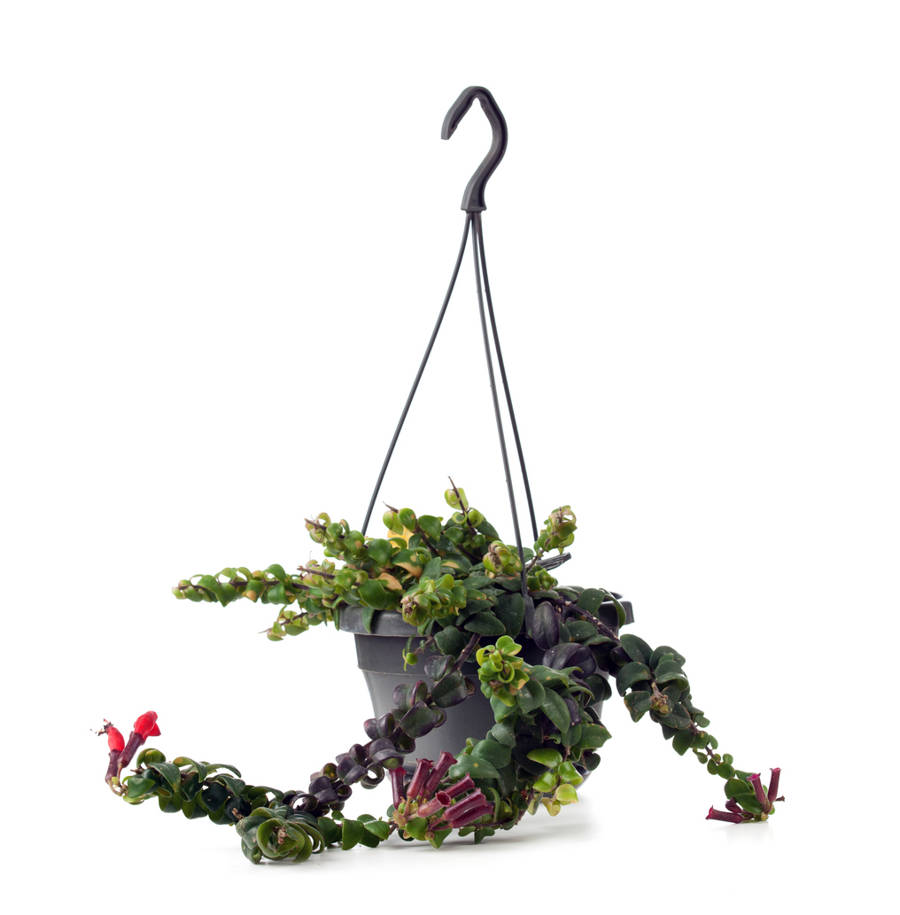 Aeschynanthus