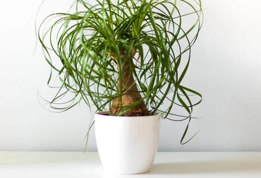 Beaucarnea recurvata