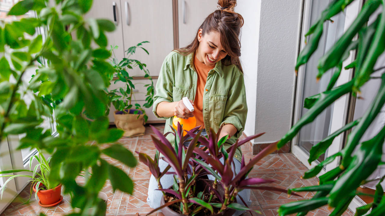 6 plantas de interior comunes, bonitas y resistentes que