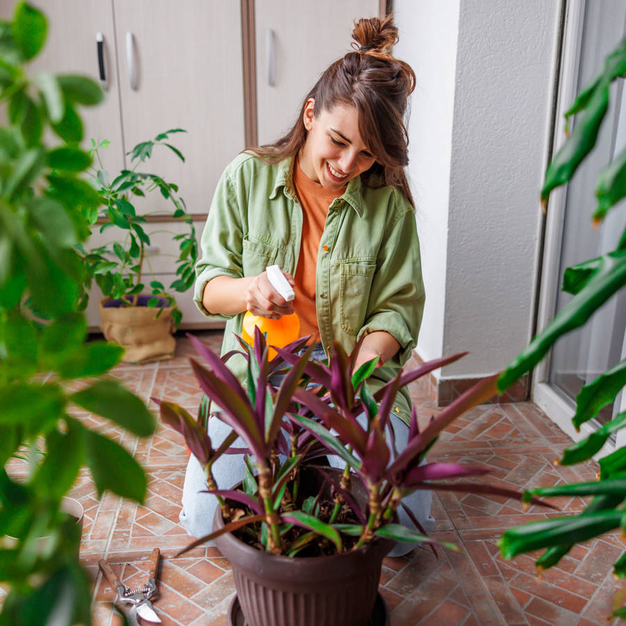 Plantas de interior y de exterior: cuidados básicos para que crezcan bonitas