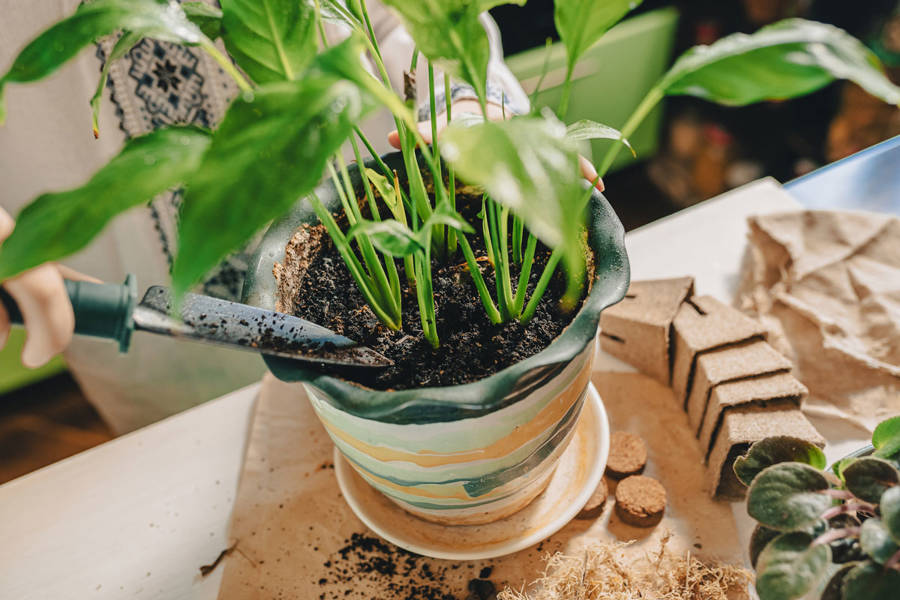 Cuidados de plantas: consejos generales
