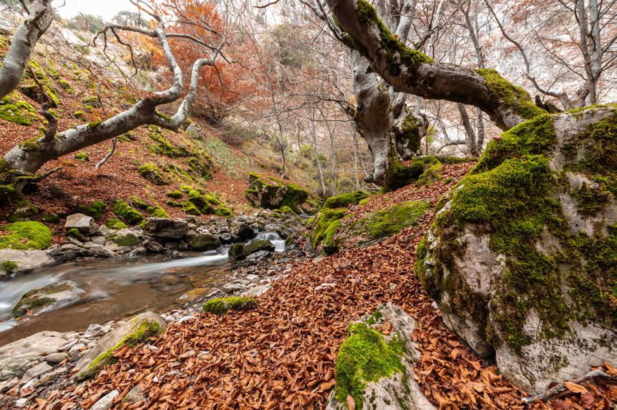 El Faedo de Ciñera