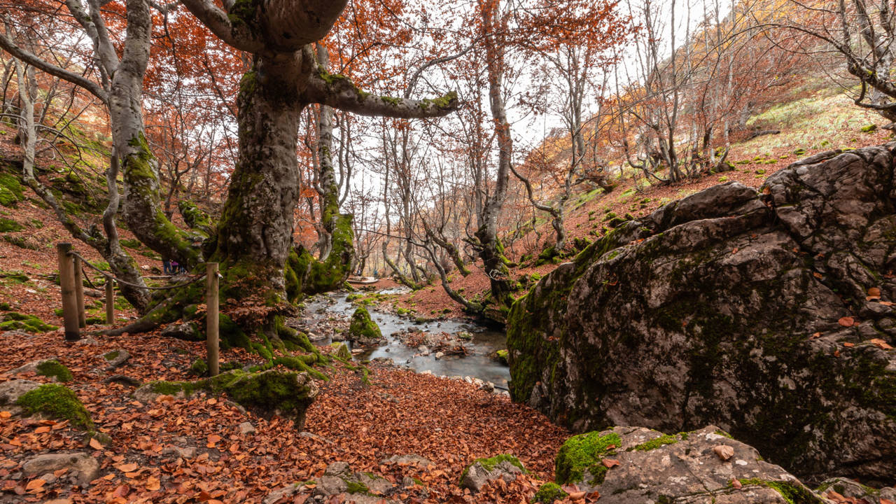 faedo cinera bosque mejor conservado Espana