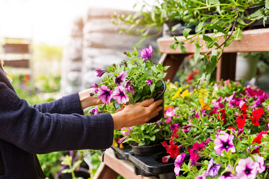 Lista de plantas: cuidados una a una