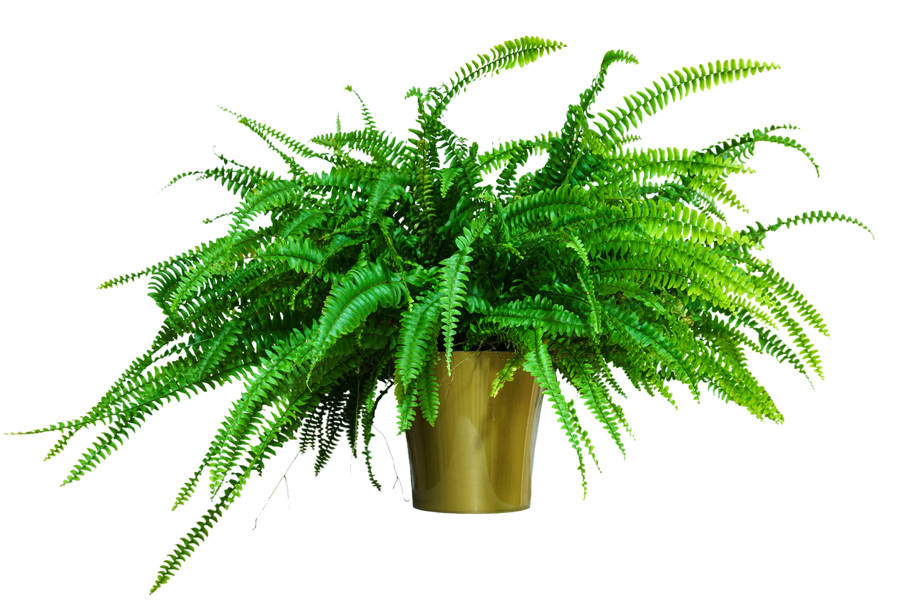 Nephrolepsis