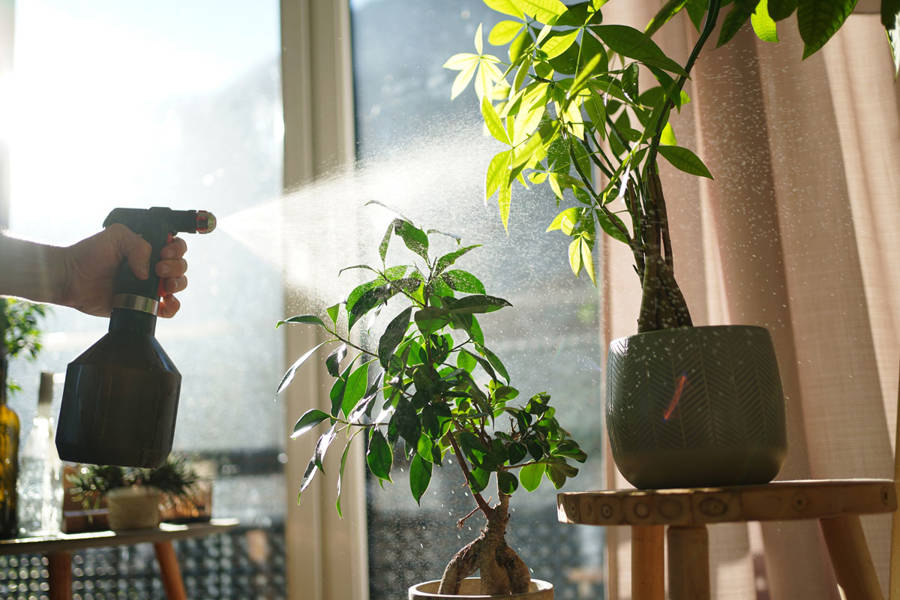 Plagas en plantas: cómo eliminar bichos, hongos y otras plagas