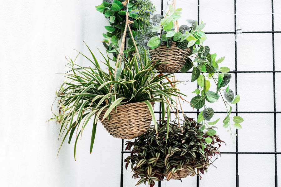 Plantas de interior: cuidados 