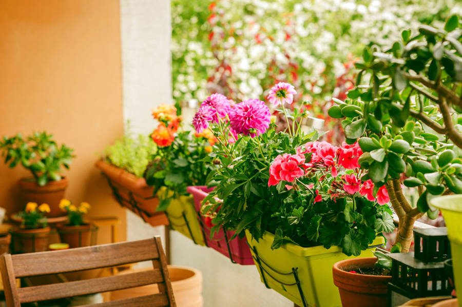 Plantas exterior cuidados