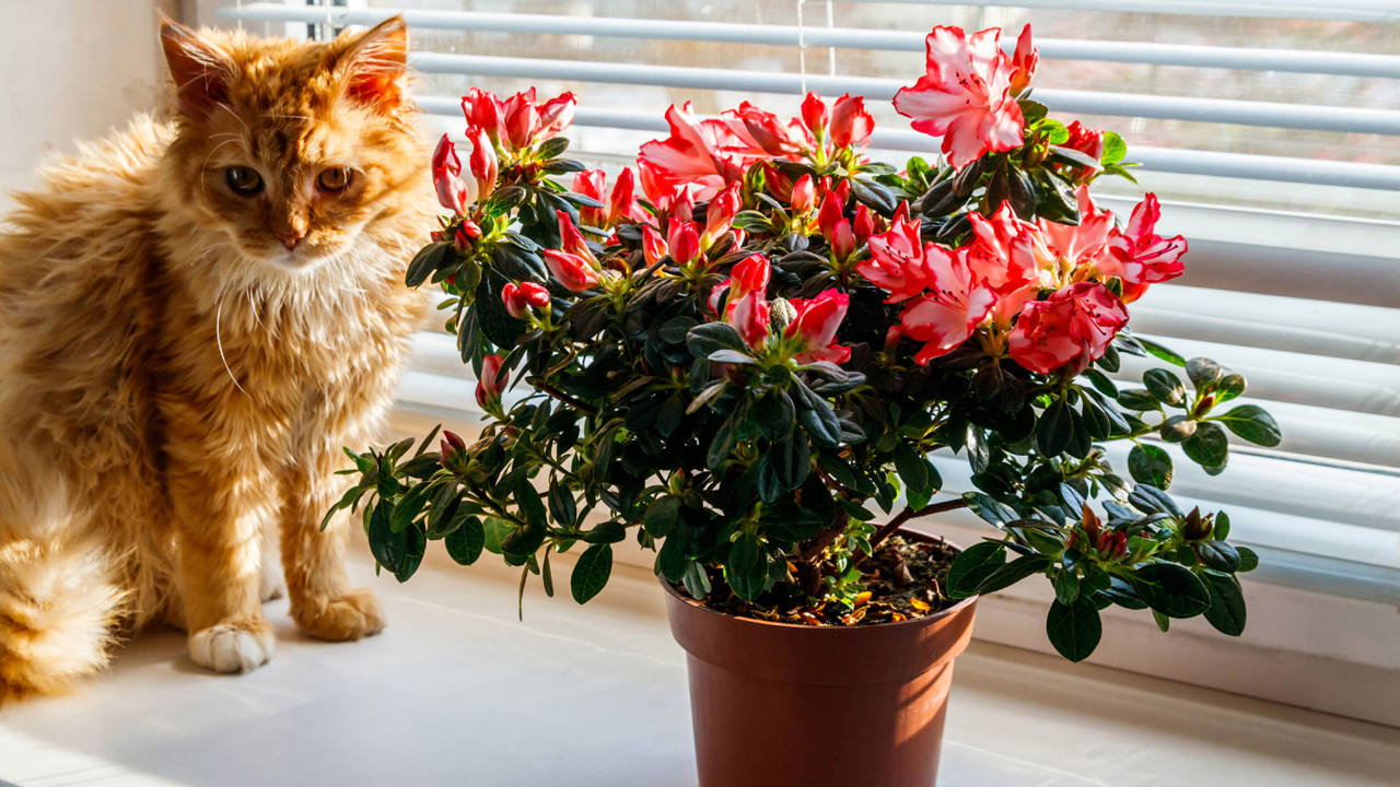 plantas interior bonitas