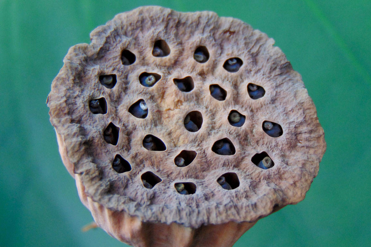 Fruto del loto - tripofobia