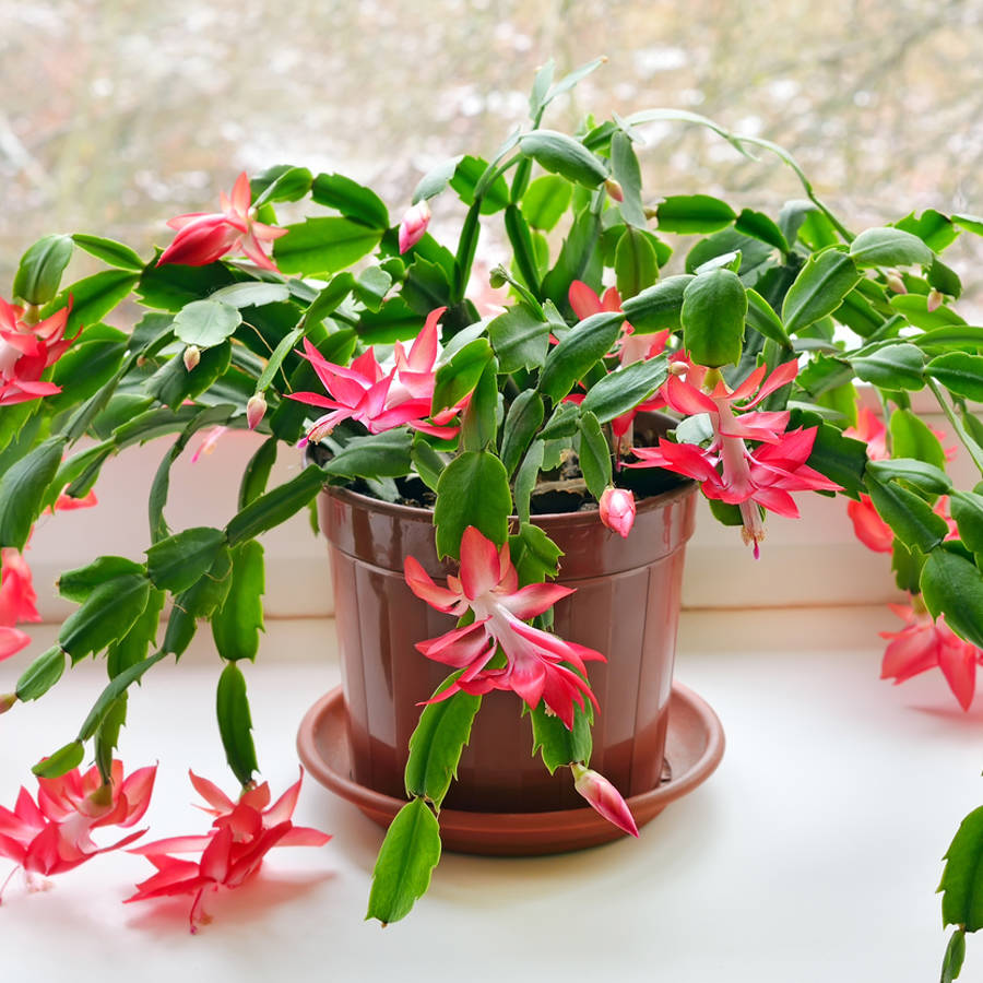 FLORES PRESERVADAS  Las flores que se mantienen bonitas durante meses y  que no necesitan agua