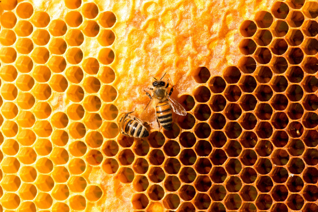 Tripofobia: colmena de abejas