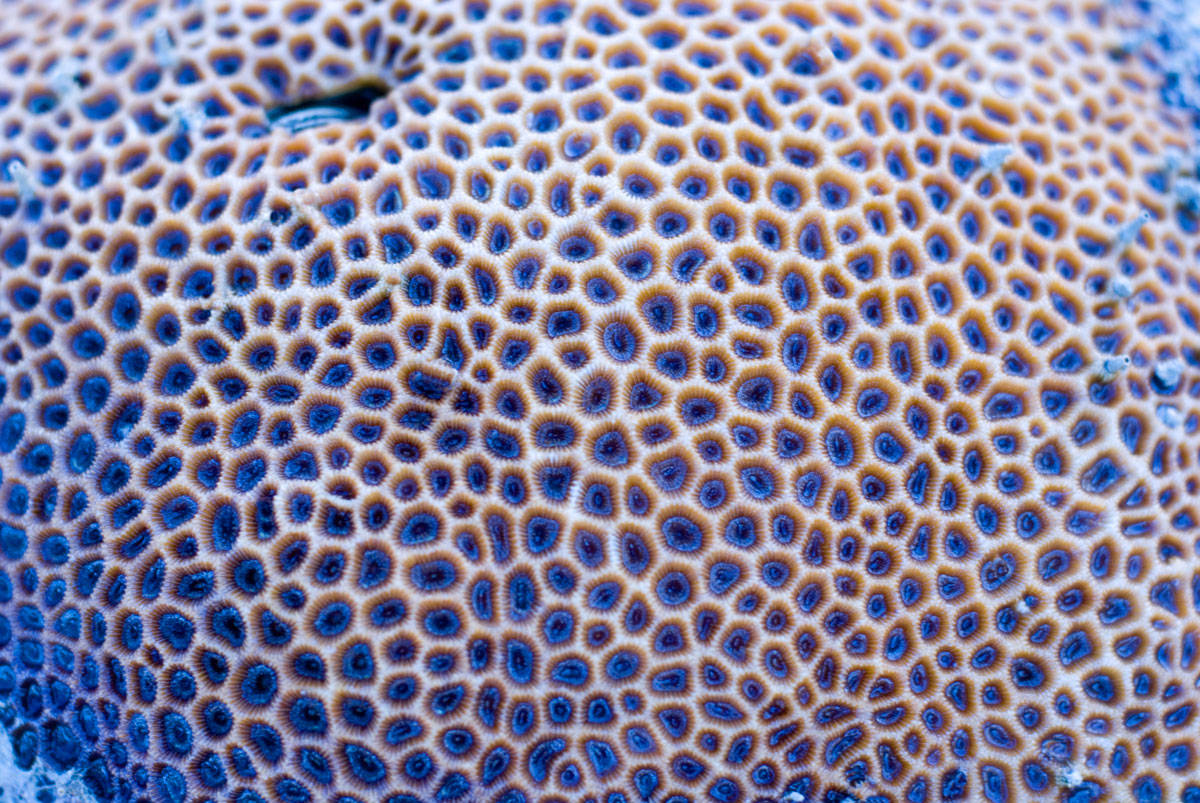tripofobia corales