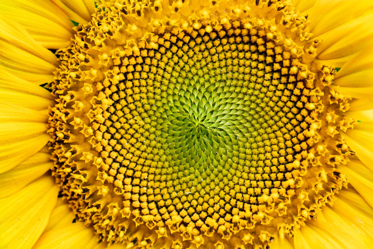 tripofobia girasol