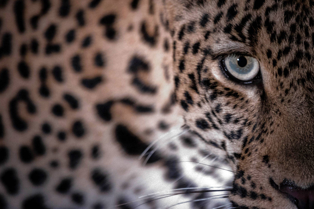 tripofobia piel animales