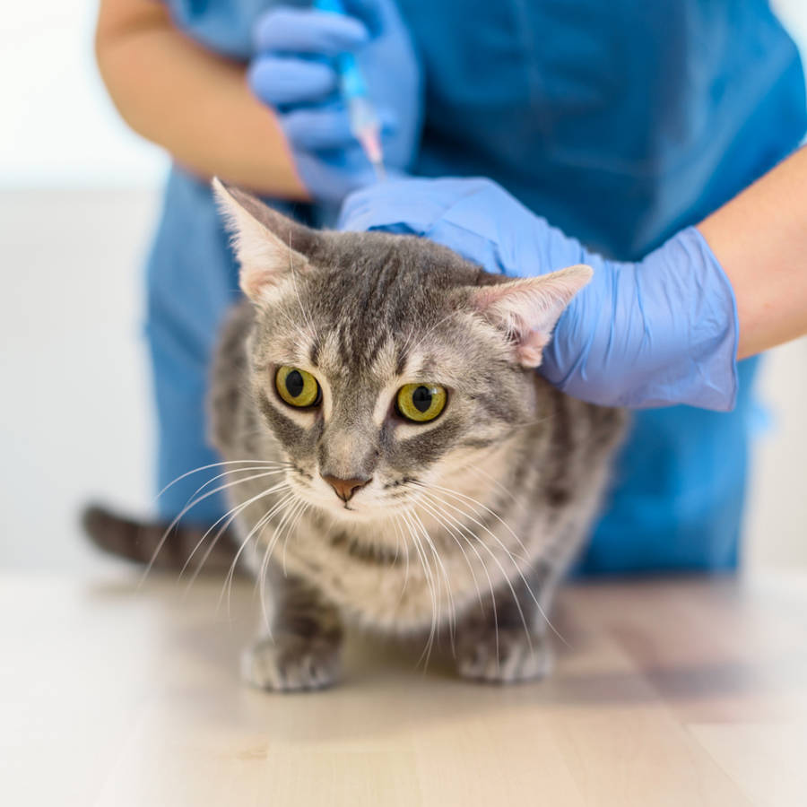 Bebe mucho... ¿es posible que tu animal de compañía tenga diabetes?