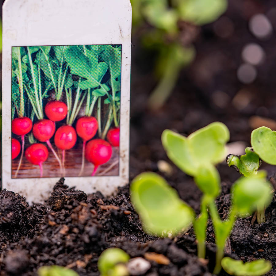 Cómo plantar rabanitos y cómo cuidarlos para que su sabor sea excepcional