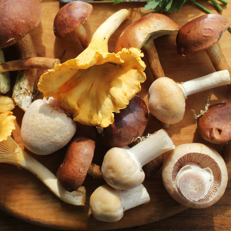 Guía de setas: propiedades, trucos para cocinar cada tipo y recetas deliciosas para disfrutarlas en otoño