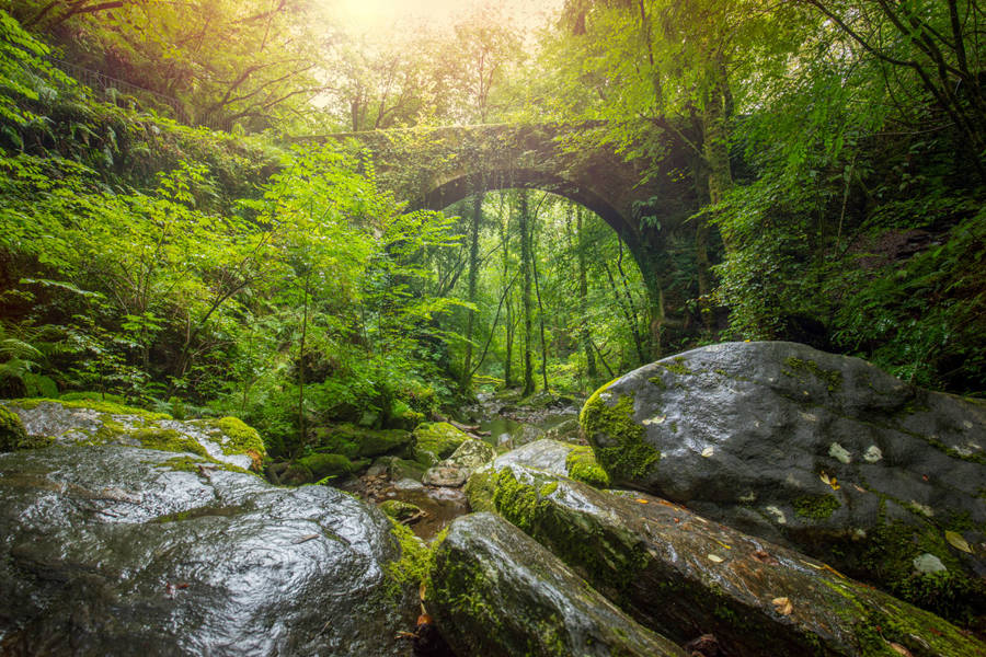 Puente medieval en el Parque Natural de Fragas del Eume