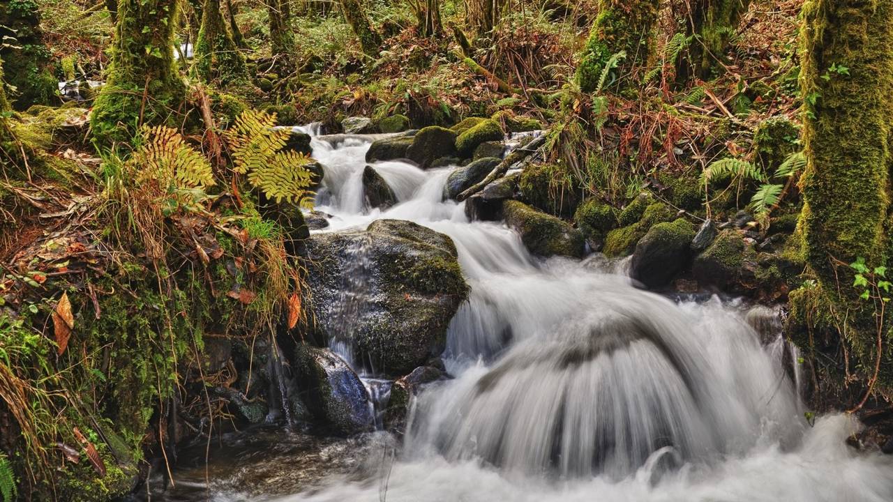 Recorrido de misterio por un bosque para conocer historias de