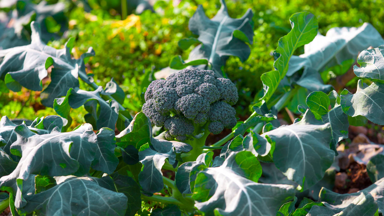 brocoli planta