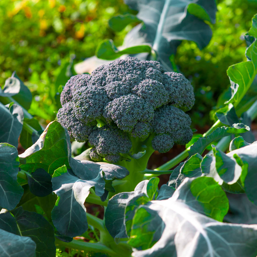 Brócoli planta: cómo cultivarlo, cuidarlo y cosecharlo