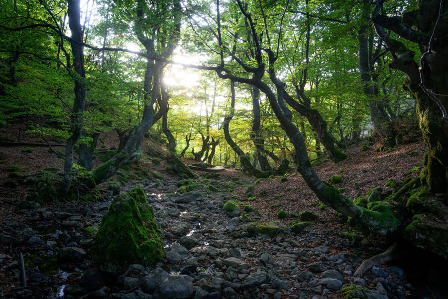Faedo de Ciñera (León)