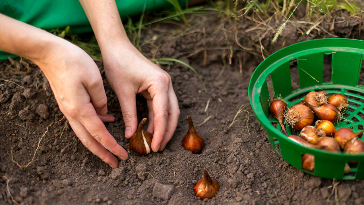 Mujer plantando bulbos