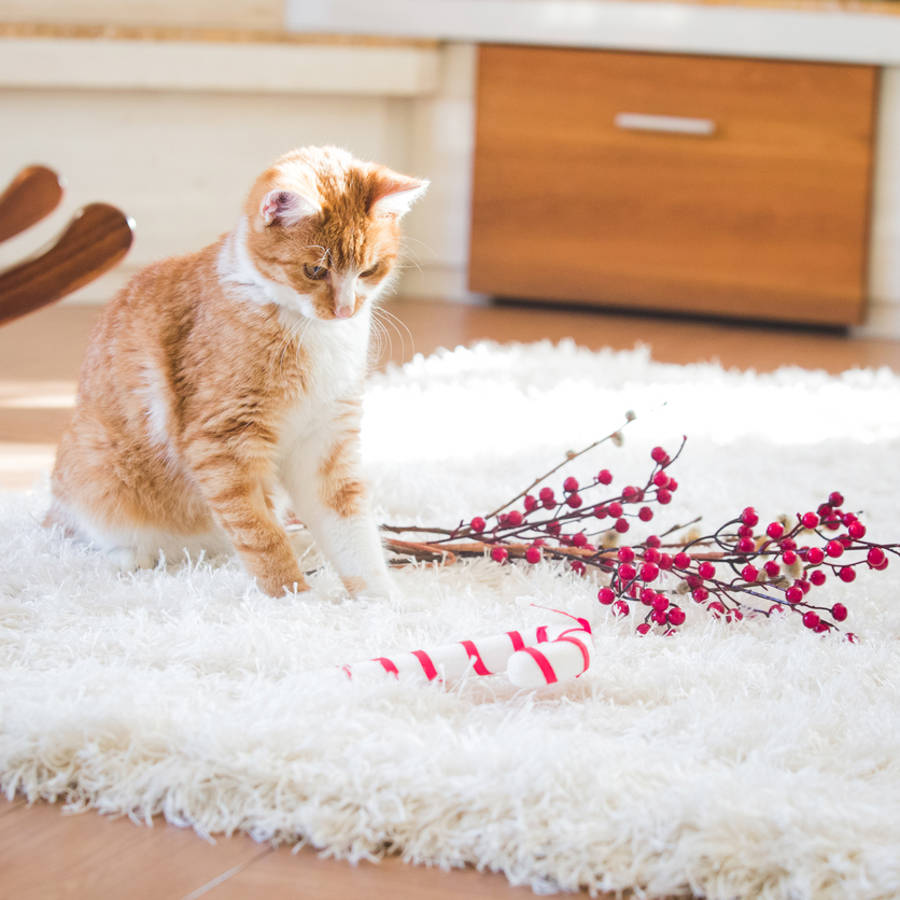Cómo quitar el olor a pis de gato: remedios naturales que lo eliminan