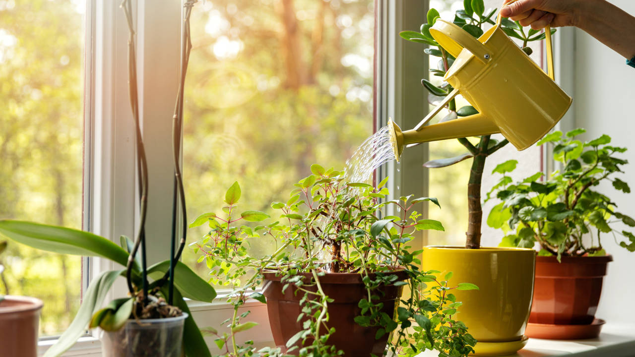 Maceteros de diseño para potenciar la belleza de tus plantas de interior