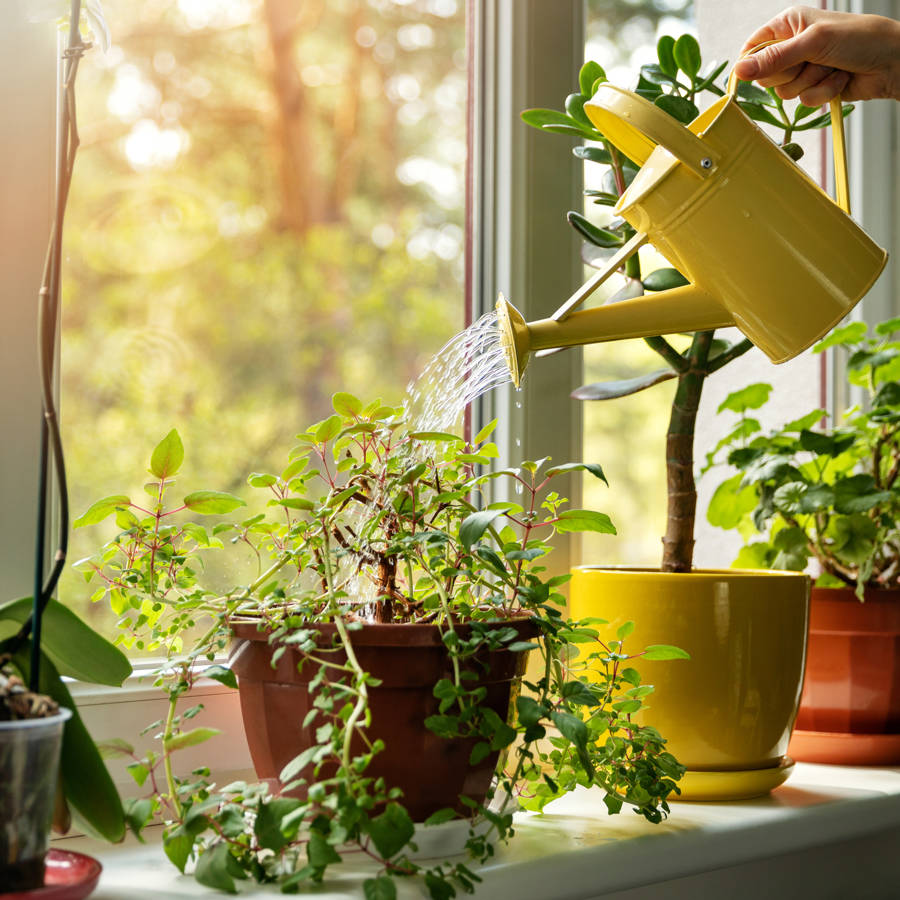 Macetas y jardineras: cómo elegir  bien el material y tamaño que más conviene en cada caso 