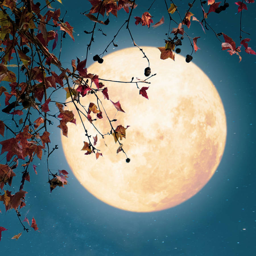 Luna llena de noviembre 2023 hoy: la Luna de castor es la última del otoño