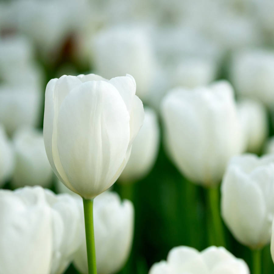 Tulipanes blancos: cuál es su significado espiritual y qué cuidados necesitan