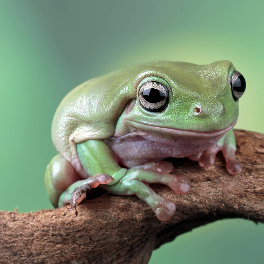 ¿Qué está matando las ranas en los ríos y tampoco es bueno para ti?