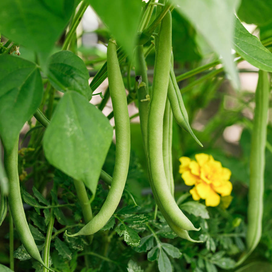 Plantar judías verdes: todo lo que necesitas saber para obtener una buena cosecha