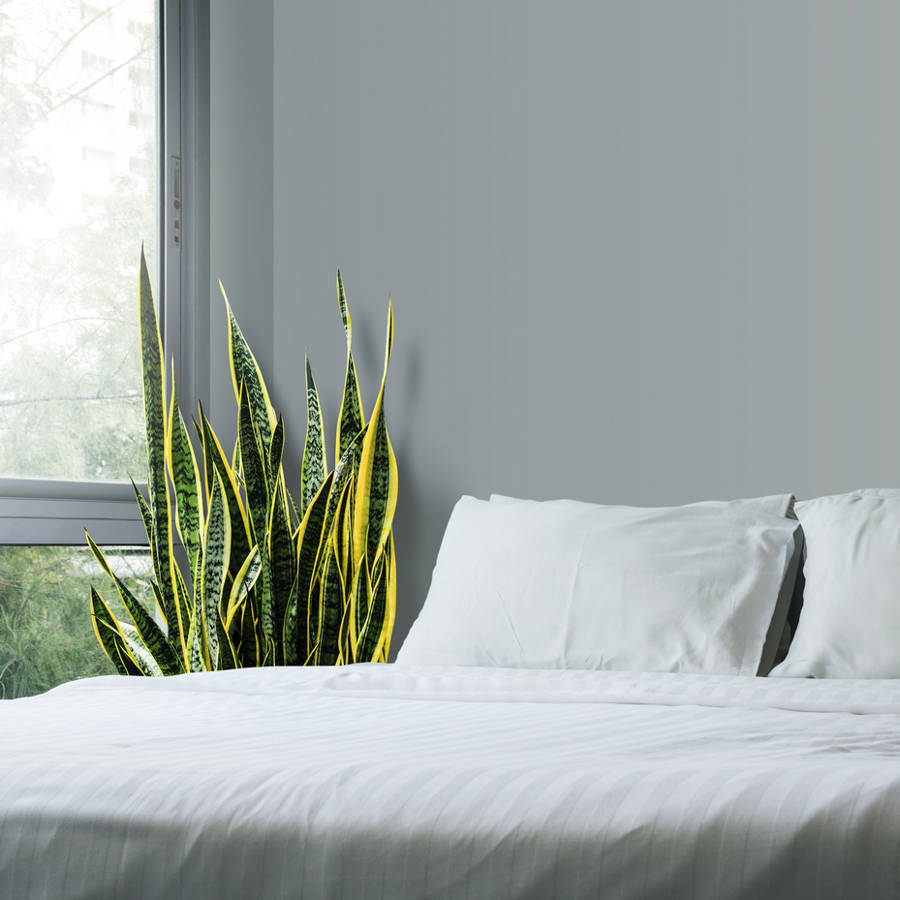 Plantas que puedes colocar en el dormitorio para dormir bien por la noche