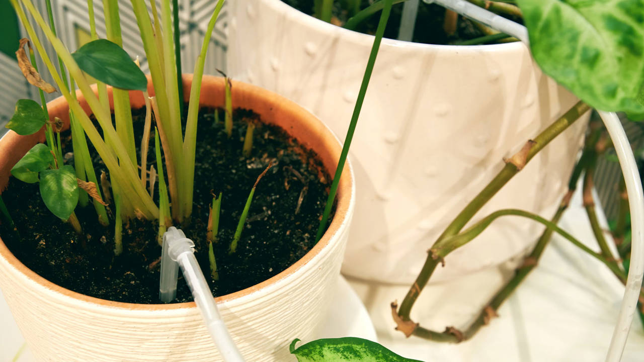Riego por goteo casero: cómo diseñarlo para que a tus plantas no les falte  ni les sobre el agua