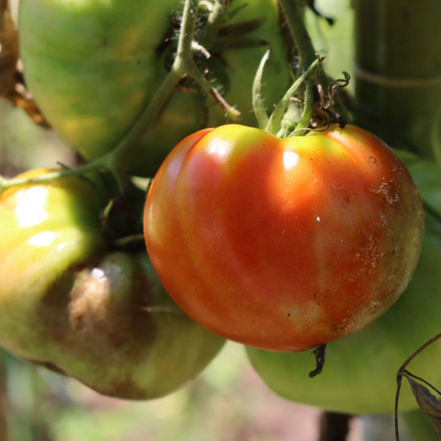 Mildiu en tomateras: cómo identificarlo y los mejores fungicidas naturales para ponerle remedio
